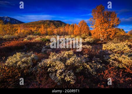 Autumn colored landscape in early morning golden hour sunlight at Dovrefjell, Dovre, Norway, Scandinavia. Stock Photo