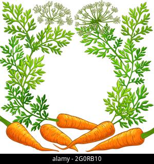 carrot frame on white background Stock Vector