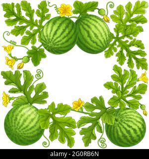 watermelon frame on white background Stock Vector
