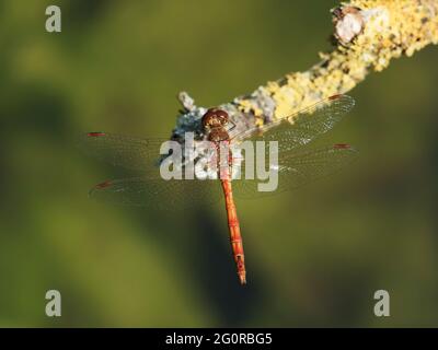Common Darter - male on lichen covered branch Sympetrum striolatum Essex, UK IN001407 Stock Photo