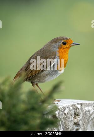 Beautiful robin redbreast bird perched standing on top of grave stone in cemetery. Bright red and orange colour wild isolated in old graveyard. Stock Photo