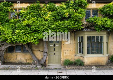 Wisteria covering the front of Wisteria cottage in Shillingford ...