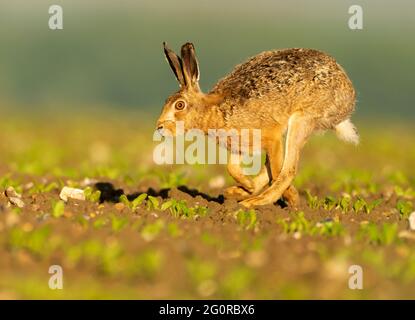 A Brown Hare (Lepus europaeus) running across a crop field, Norfolk Stock Photo