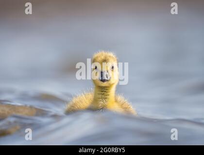 Lone yellow fluffy duckling in stormy weather on lake with big waves lost and all alone.  New life swimming baby duck adorable and beautiful looking Stock Photo