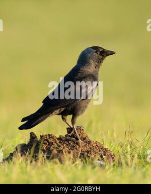 A Jackdaw (Corvus monedula) standing on top of a mole hill, Norfolk Stock Photo