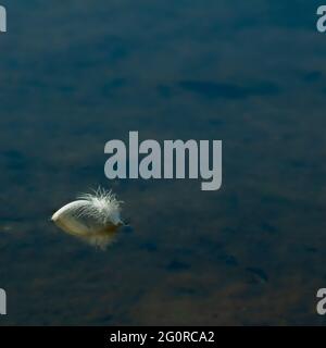 white plume feather floating on dark water surface. concept of fragility and lightness. copy space Stock Photo