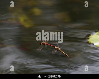 Common Darter Dragonfly - pair egglaying Sympetrum striolatum Essex, UK IN001455 Stock Photo