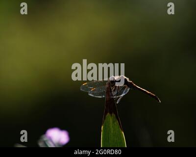 Common Darter Dragonfly - female at rest Sympetrum striolatum Essex, UK IN001478