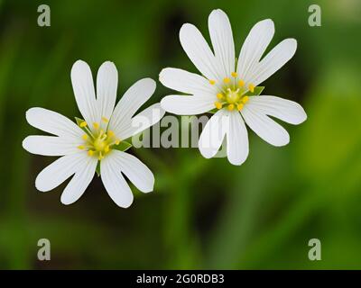 Greater Stitchwort (Rabelera holostea) East Blean Woodlands, Kent, UK, Stacked focus, close up of flowers Stock Photo