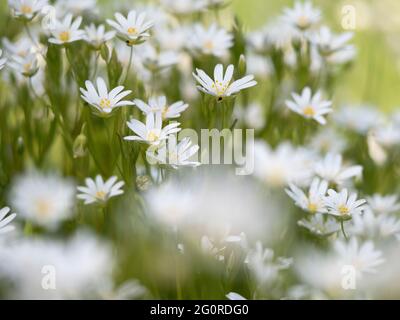 Greater Stitchwort (Rabelera holostea) East Blean Woodlands, Kent, UK, Stacked focus, flowers close together Stock Photo