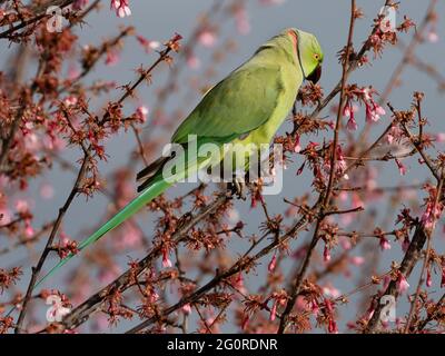 Rose-ringed / ring-necked parakeet (Psittacula krameri) feeding on blossom of Cherry Tree, Ramsgate, Kent UK Stock Photo