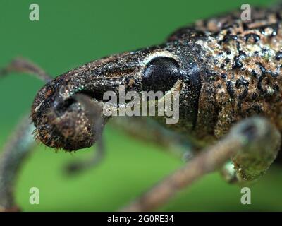 Weevil, (Rhinoscapha dohrni), Al Morotai Island, Indonesia, Stacked Focus, set specimen, close up showing compound eye Stock Photo