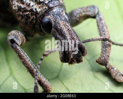 Weevil, (Rhinoscapha dohrni), Al Morotai Island, Indonesia, Stacked Focus, set specimen, close up showing compound eye and snout Stock Photo