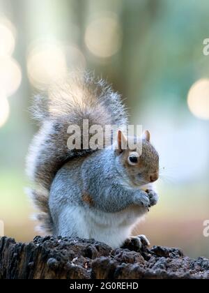 Grey Squirrel (Sciurus carolinensis) Reculver, Kent UK, on tree stump feeding Stock Photo