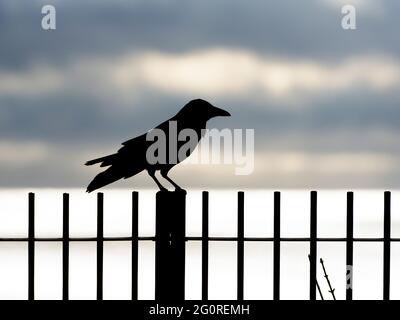 Carrion Crow (Corvus corone) Ramsgate KENT UK, perched on metail railing silhouette against early morning sky Stock Photo