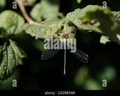 Willow Emerald Damselfly Chalcolestes viridis Essex, UK IN001647 Stock Photo