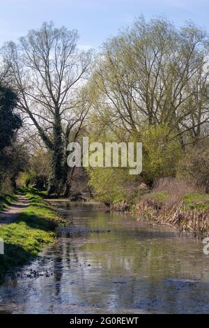 Spring trees along The New Reach, Halesworth Millennium Green, Halesworth, Suffolk, England Stock Photo