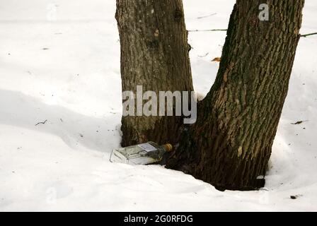 an empty vodka bottle is lying on the snow, in winter Stock Photo