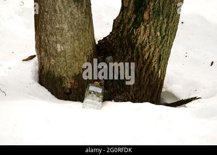 an empty vodka bottle is lying on the snow, in winter Stock Photo