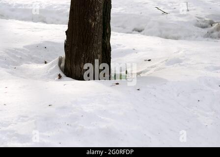 an empty vodka bottle is lying on the snow, in winter Stock Photo