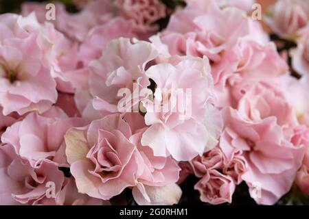Double pink azalea flowers texture background Stock Photo