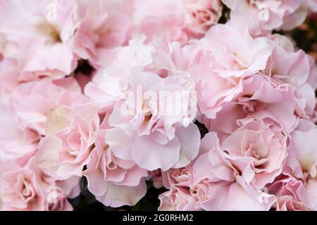 Pink azalea flowers texture background Stock Photo