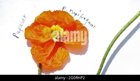 Papaver rupifragum, 'Orange Feathers' orange poppy Stock Photo