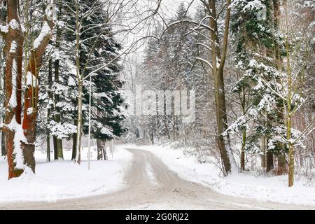 Road through the forest in winter. Beautiful landscape Stock Photo