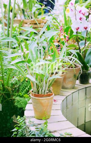 Bamboo and other plants in pots greenhouse. Plants in flowerpot for decoration and greening home. Stock Photo