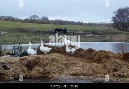 White geese on muck pile in winter Stock Photo