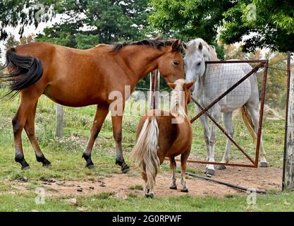 Horses in Limpopo, South Africa Stock Photo