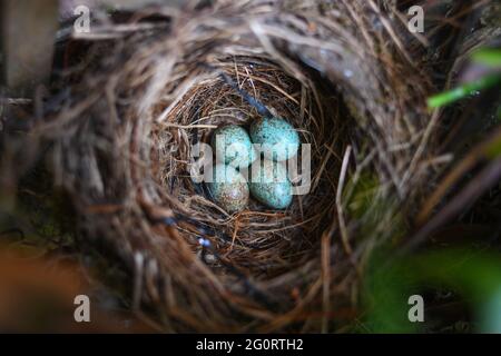 A abandoned Blackbird nest with four eggs left in in a British garden, the nest is under a window in a front garden of a house with a bird chasing dog Stock Photo