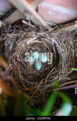 A abandoned Blackbird nest with four eggs left in in a British garden, the nest is under a window in a front garden of a house with a bird chasing dog Stock Photo