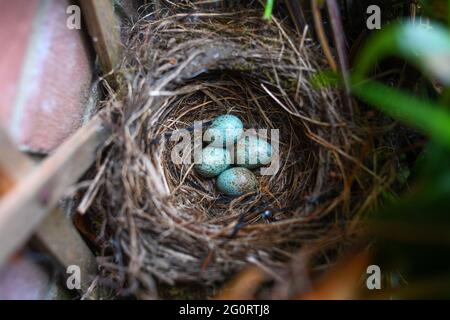 A abandoned Blackbird nest with four eggs left in in a British garden, the nest is under a window in a front garden of a house with a bird chasing dog Stock Photo