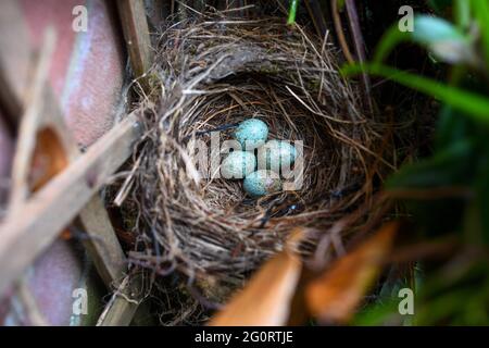 A abandoned Blackbird nest with four eggs left in in a British garden, the nest is under a window in a front garden of a house with a bird chasing dog Stock Photo