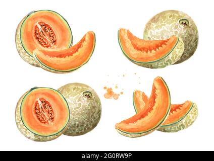 Melon Drawing Vector Images (over 4,400)