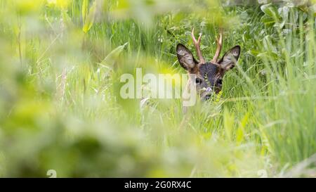 Uk wildlife: European roe deer buck (Capreolus capreolus) with a wildflower over its nose, hidden in long grasses in Burley-in-Wharfedale village, Wes Stock Photo