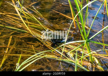 Frosch im Teich Stock Photo