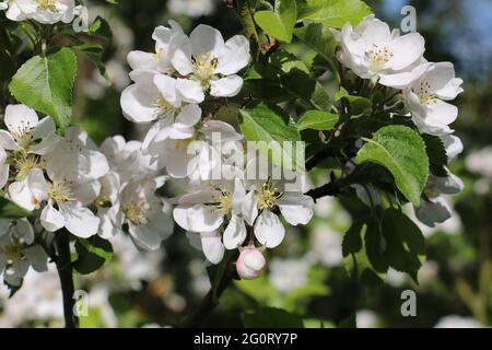 Fresh pink and white apple blossom flowers of the Discovery Apple tree, Malus domestica, blooming in springtime, close-up floral background Stock Photo