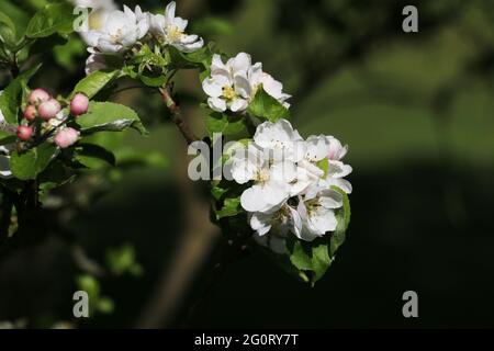 Apple blossom in springtime, fresh white apple blossom flowers of the Discovery Apple tree, Malus domestica, blooming in the spring sunshine Stock Photo