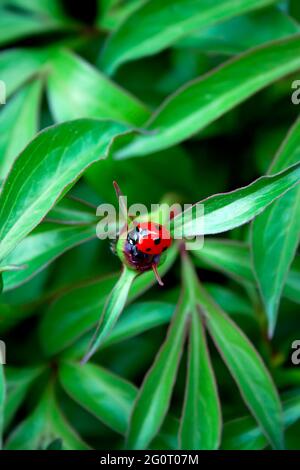 Ladybug on peony bud on a spring day Stock Photo