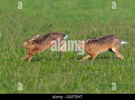 Brown Hares Lepus europaeus running in grazing meadow Stock Photo