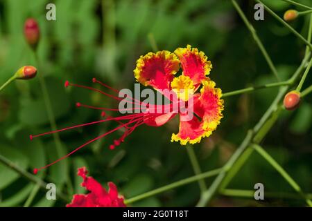 Close up of red and yellow peacock flowers ,Caesalpinia Pulcherrima , with flower buds. growing in  garden . Stock Photo