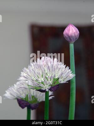 chive flowers, closed and open on white background Stock Photo