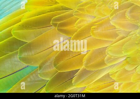 Military macaw (Ara militaris) feathers, close-up, Costa Rica, Central America Stock Photo