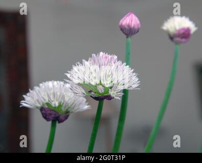 chive flowers, closed and open on white background Stock Photo