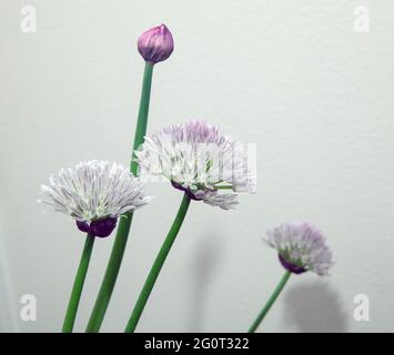 chive flowers, closed and open on white background Stock Photo