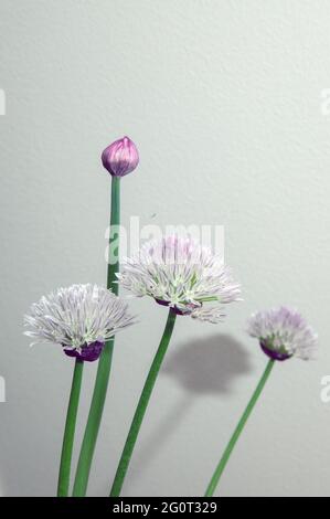 chive flowers, closed and open on white background Stock Photo