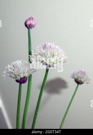 chive flowers, closed and open on white background Stock Photo