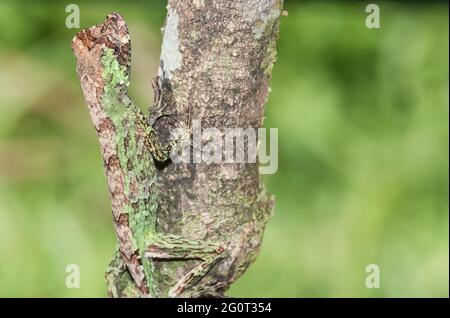 Pug-nosed anole lizard (Norops capito) camouflaged, Stock Photo
